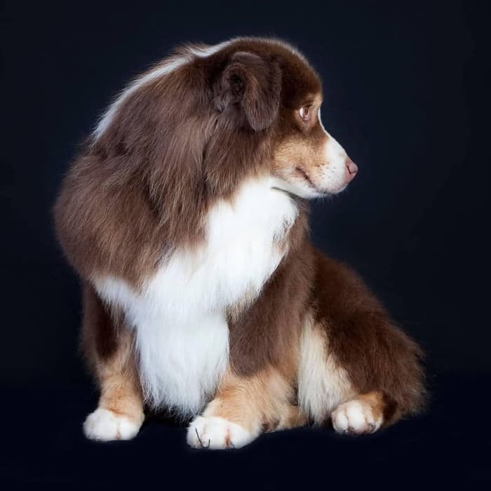 Alta Merlot The Star Surfer (Merlot), foto 4