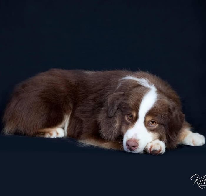 Alta Merlot The Star Surfer (Merlot), foto 3