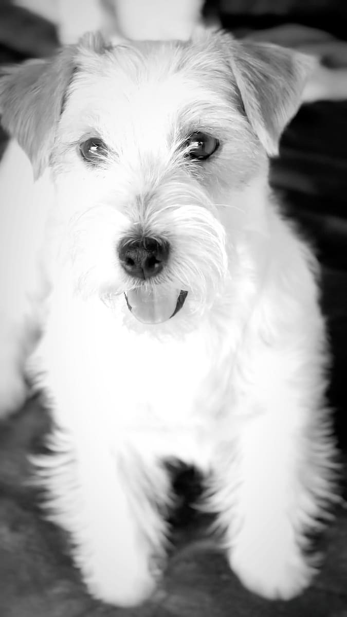 Jack Russell do Kennel Drosa Field