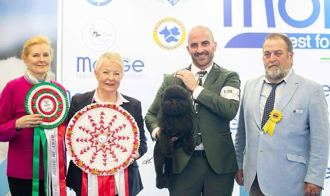 Affenpinscher do Kennel Drosa Field