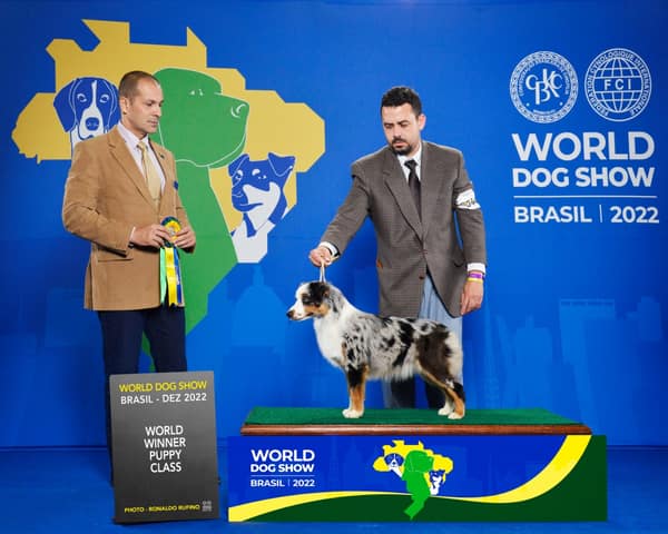 Drosa Field Penny no World Dog Show 2022