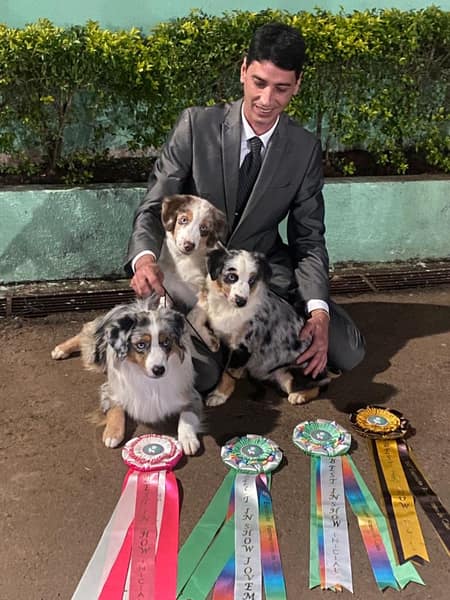 Três Mini American Shepherd com rosetas de Best in Show